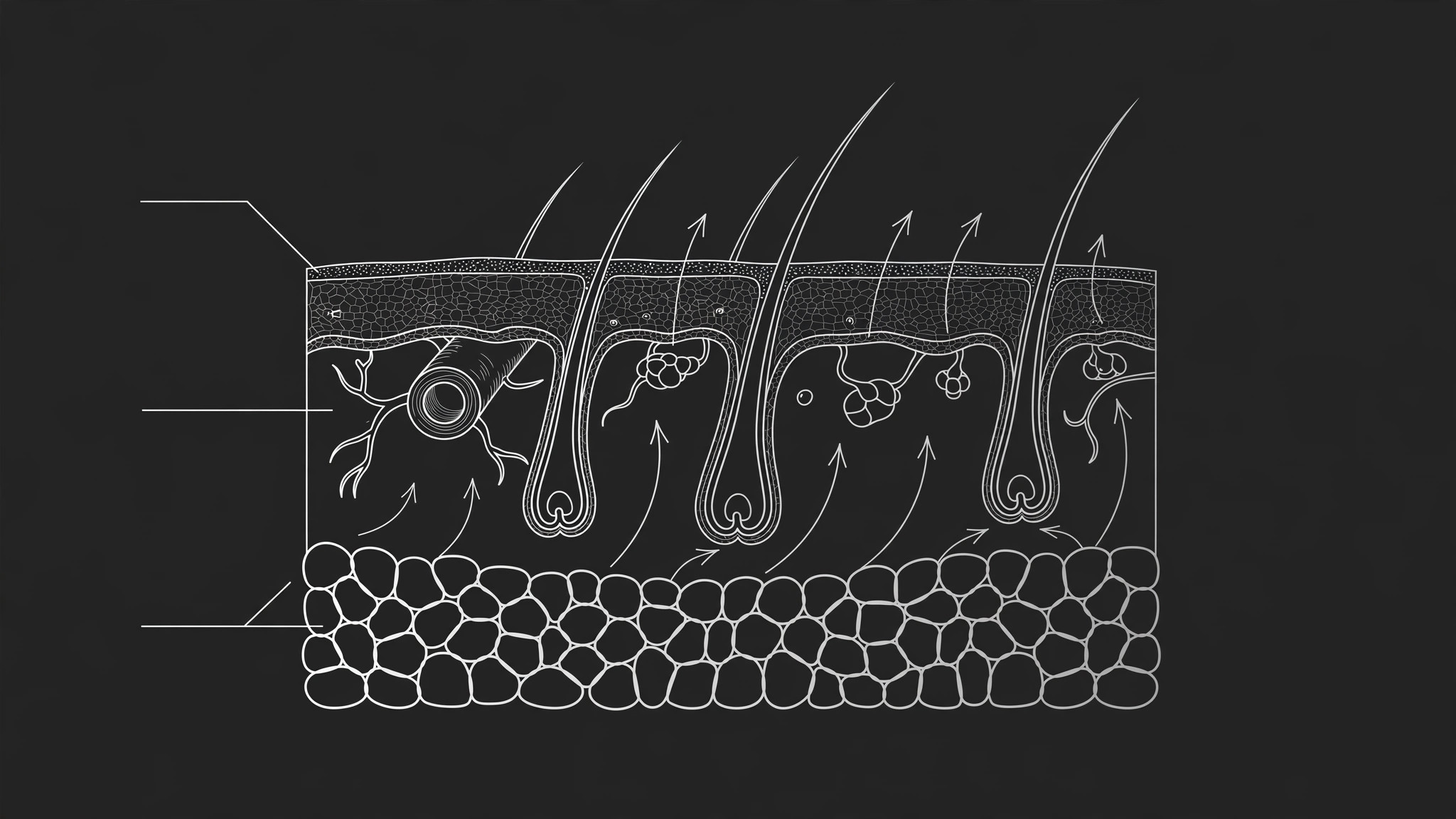 Skin Mechanism Visual preview